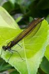 Calopteryx virgo