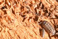 Armadillidium pictum