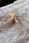 Pisaura mirabilis