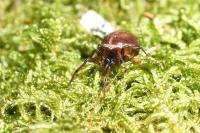 Steatoda bipunctata