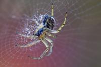 Argiope bruennichi