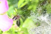 Agelena labyrinthica