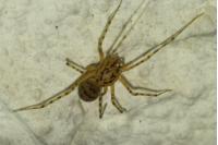 Scytodes thoracica
