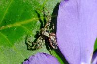 Xysticus audax