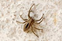 Thanatus formicinus