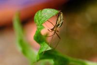 Tetragnatha extensa