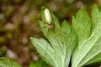 Tetragnatha extensa