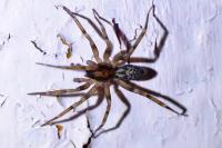 Liocranum rupicola