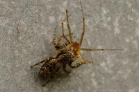 Marpissa muscosa
