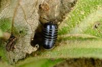Glomeris marginata