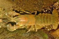 Pacifastacus leniusculus