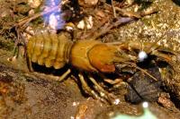 Pacifastacus leniusculus