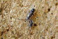 Tomocerus vulgaris
