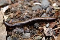 Ommatoiulus sabulosus