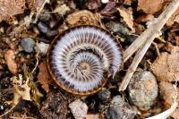 Ommatoiulus sabulosus