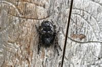 Nuctenea umbratica