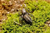 Phlegra fasciata