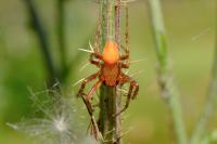 Araneus alsine