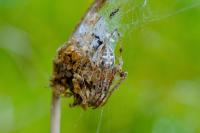 Larinioides cornutus