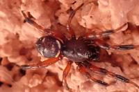 Asagena phalerata