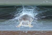 Araneus diadematus