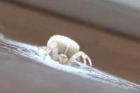 Araneus diadematus