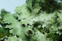 Platismatia glauca