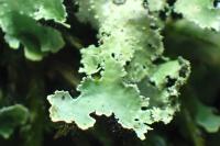 Platismatia glauca