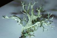 Evernia prunastri