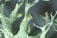 Evernia prunastri