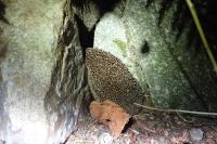 Erinaceus europaeus