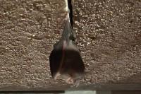 Rhinolophus hipposideros