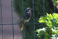 ornitho