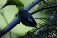 Periparus ater