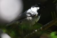 Periparus ater