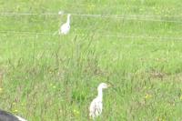 Bubulcus ibis