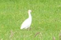 Bubulcus ibis