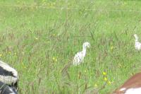 Bubulcus ibis