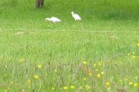Bubulcus ibis
