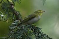 Phylloscopus sibilatrix