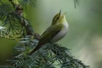 Phylloscopus sibilatrix