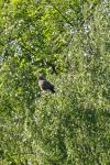Buteo buteo