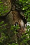 Dendrocopos major