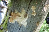 Dryocopus martius
