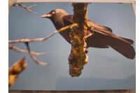 Corvus monedula