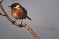 Saxicola rubicola
