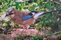 Garrulus glandarius