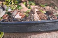 Passer domesticus