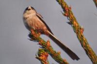Aegithalos caudatus