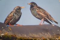 Sturnus vulgaris